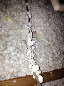 Polystyrene Loft Extraction Cable Degradation
